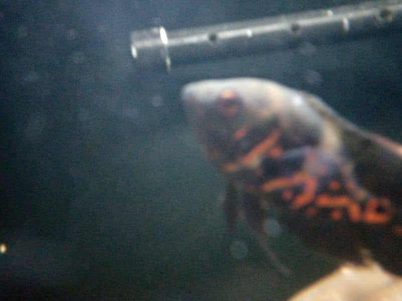 Oscar, polar parrot and guppy fish set for sale 18