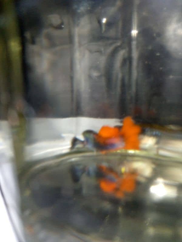 Oscar, polar parrot and guppy fish set for sale 19