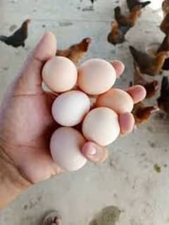 Healthy birds egg