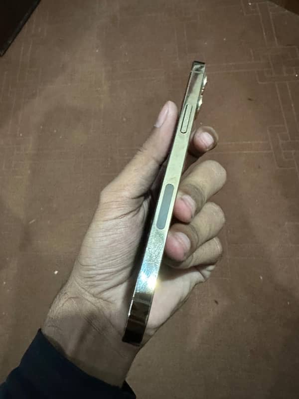 12 pro dual Pta Gold colur 10 By 9.5 4