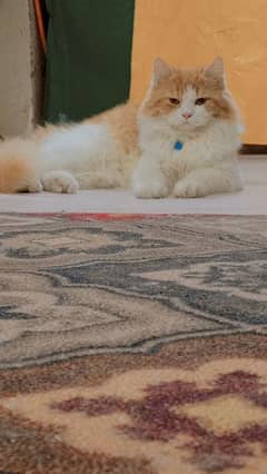Persian