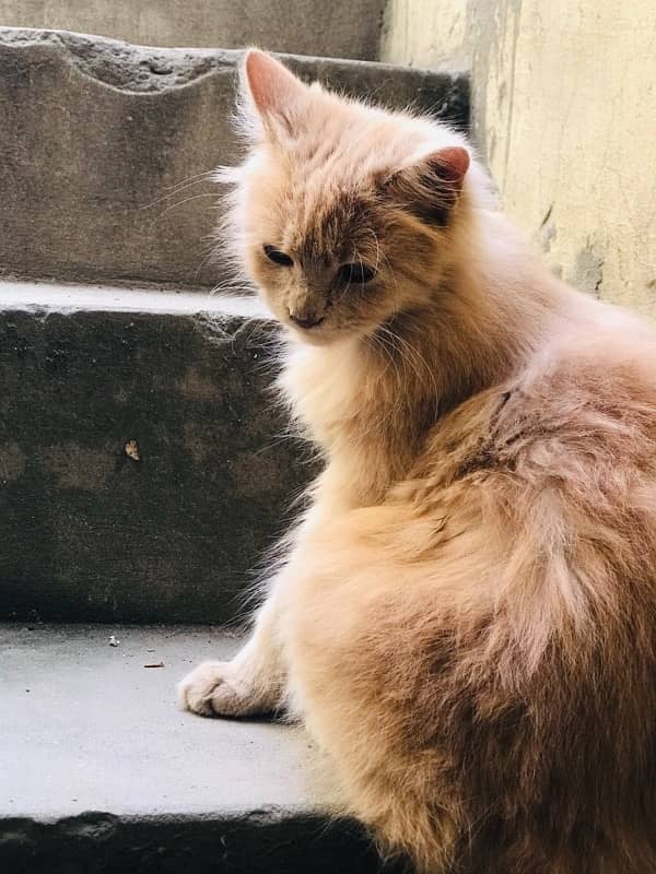 Persian Catt triple codid  female arjent  sell 3 month ki age ha 9