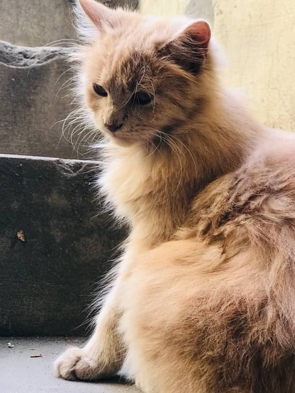 Persian Catt triple codid  female arjent  sell 3 month ki age ha 10