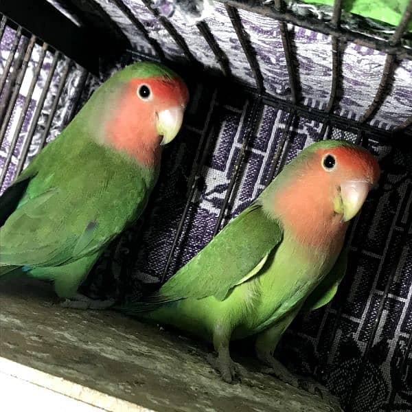 Rosy Faced Or Peach Faced Love Bird 0