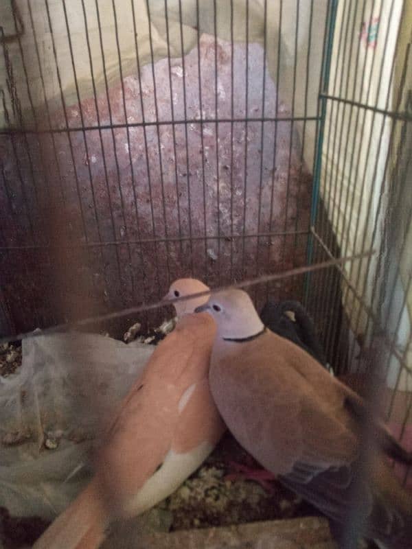 Khumray pair for sale dove 0