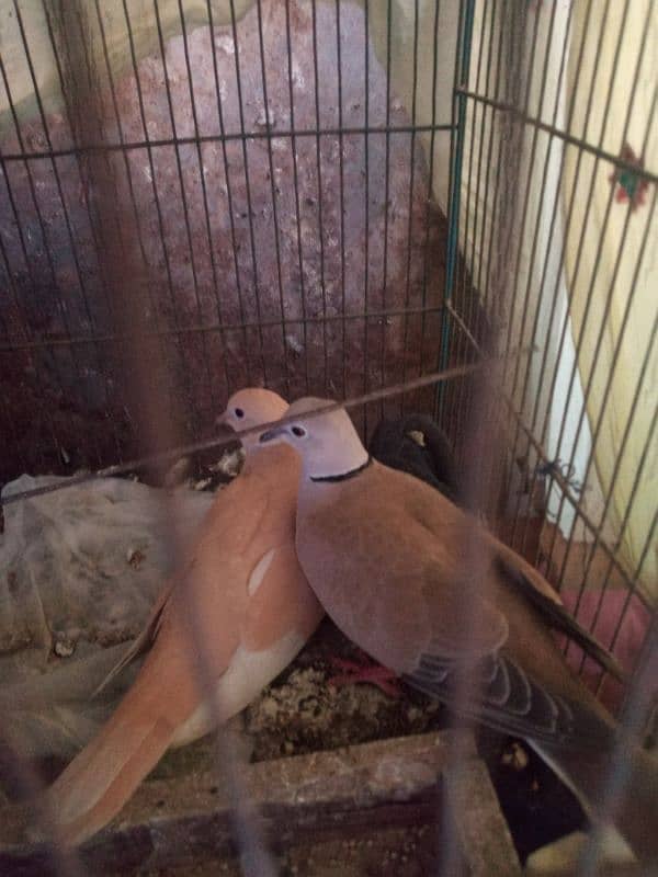 Khumray pair for sale dove 1