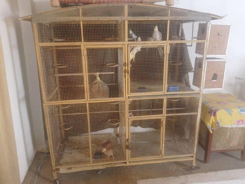birds with cage 0