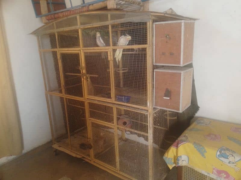 birds with cage 1