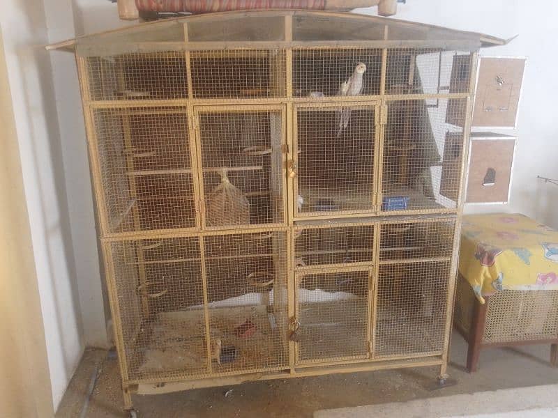 birds with cage 2