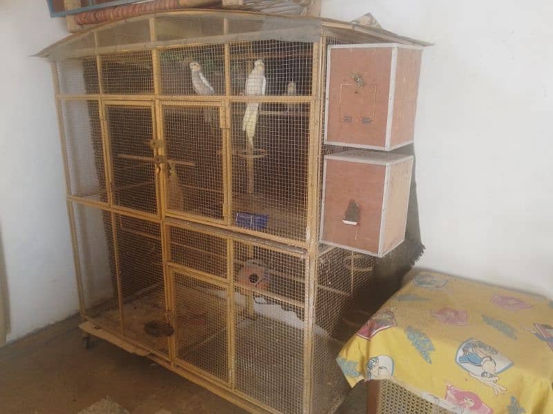 birds with cage 3