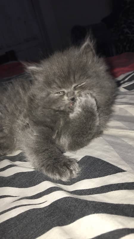 Persian triple coat hamalian british punch face 4