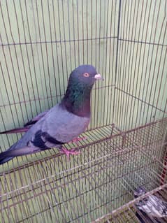 mix pijon