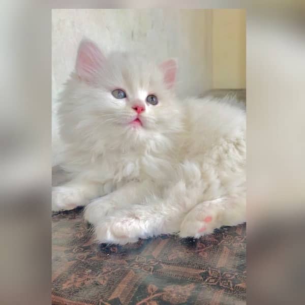 Persian triple coat hamalian british punch face 0