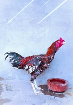 Hint+burmi cross male 5000 RS