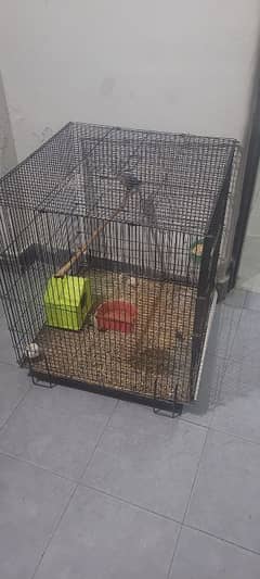 Lovebird