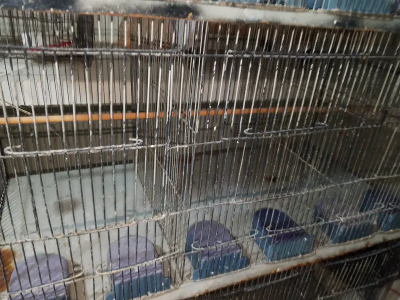 12 portion cage — photo 3