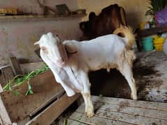 Gulabi bakra age 12months vip bredar