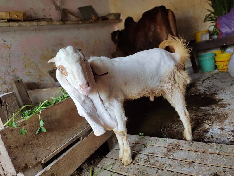 Gulabi bakra age 12months vip bredar 0
