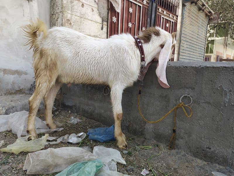 Gulabi bakra age 12months vip bredar 1