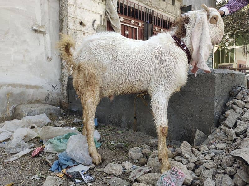 Gulabi bakra age 12months vip bredar 2