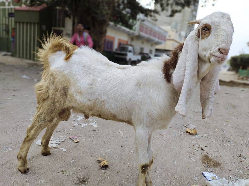 Gulabi bakra age 12months vip bredar 3