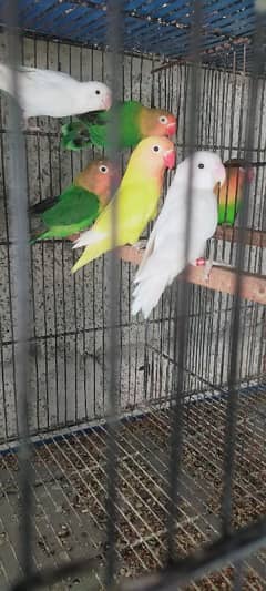 LoveBirds