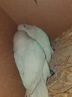 love birds breeder pair