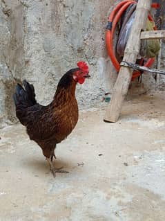 Desi Hen
