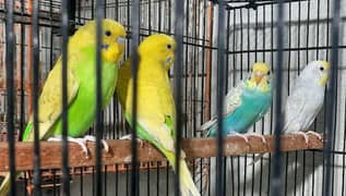 Budgies Available for Sale