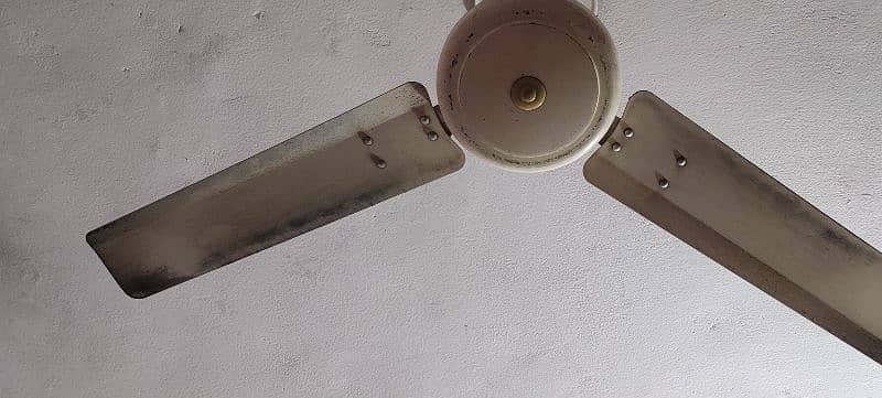 celling fans urgent 1