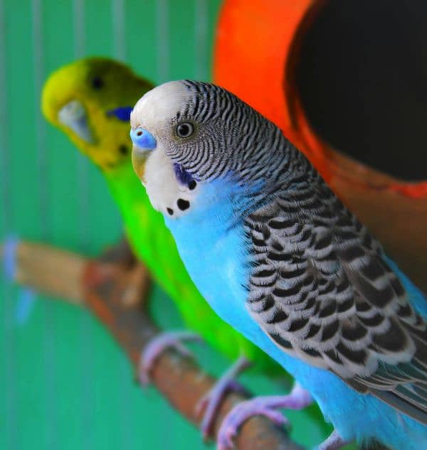 Bajri parrot lovebirds cocatail pair and chicks available 0