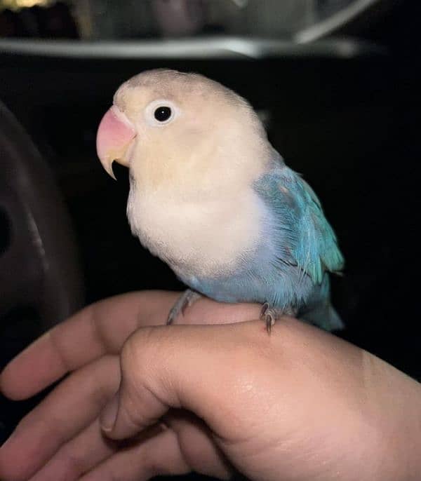 Bajri parrot lovebirds cocatail pair and chicks available 2