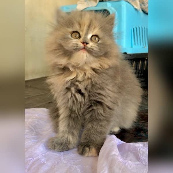 Persian triple coat hamalian british punch face 1