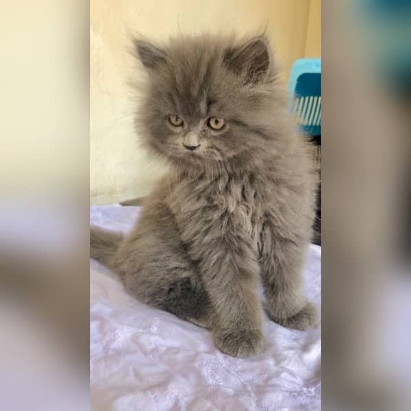 Persian triple coat hamalian british punch face 2