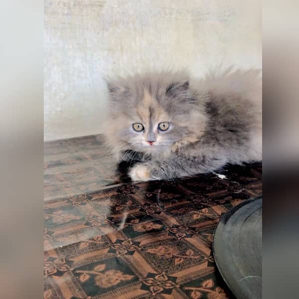 Persian triple coat hamalian british punch face 3