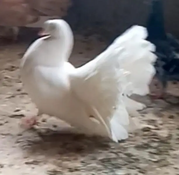 English breeder Male.