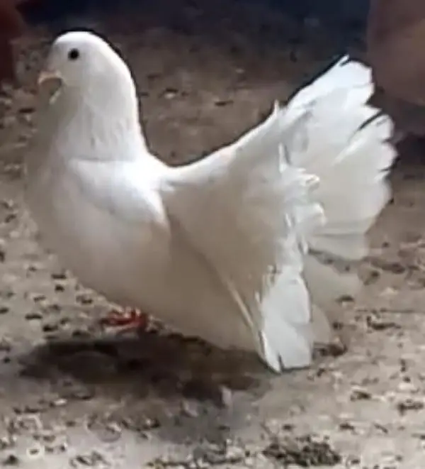 English breeder Male. — photo 2