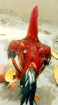 میانوالی