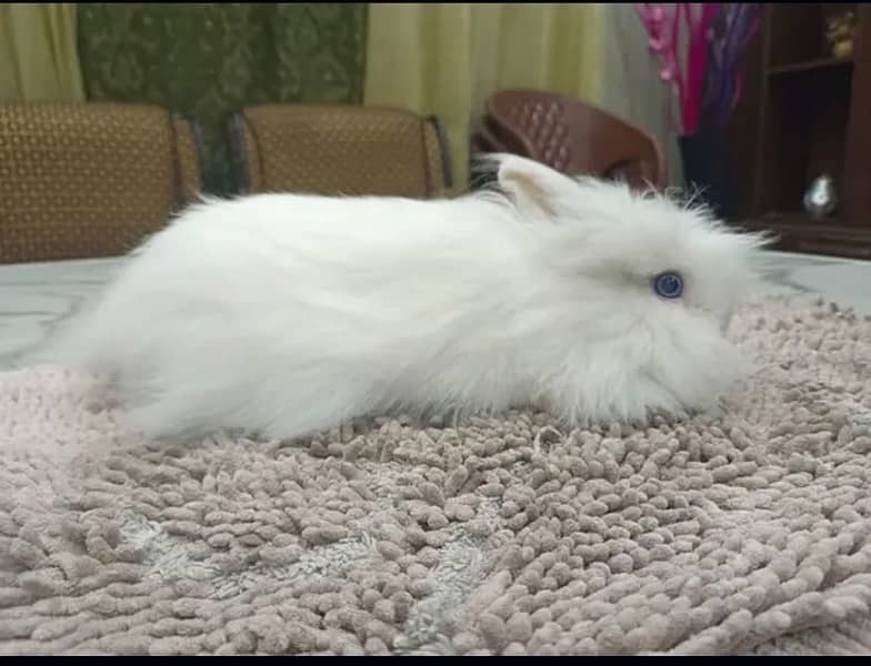 Breeder BLUE EYES teddy beardrwaf 0