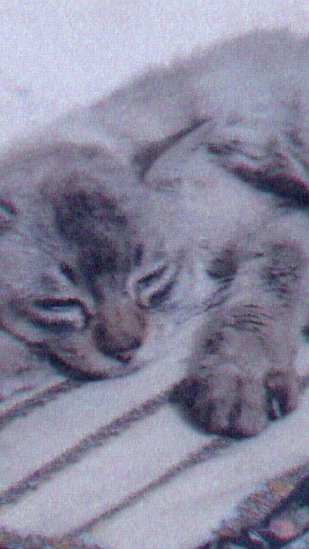 persion cat 0