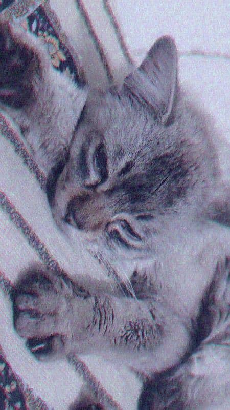 persion cat 1