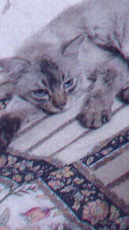 persion cat 2