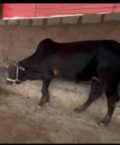 Qurbani animals available facility to keep it till Eid