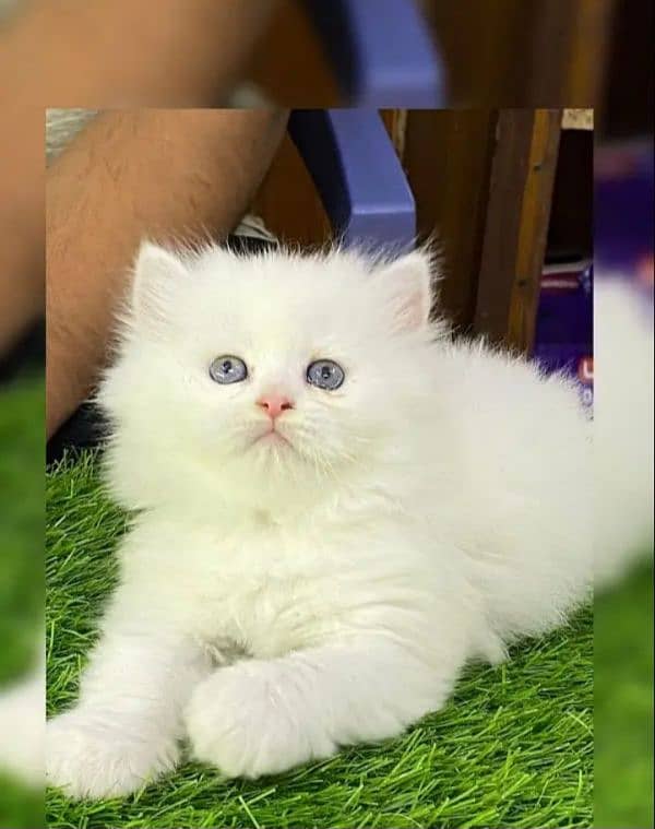 Persian punch face 1