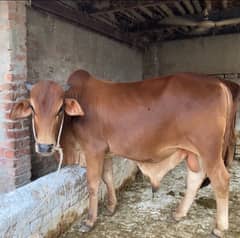 bachra sahiwal breed     |||   bachra     |||      bull