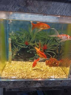 Healthy and active gold fish