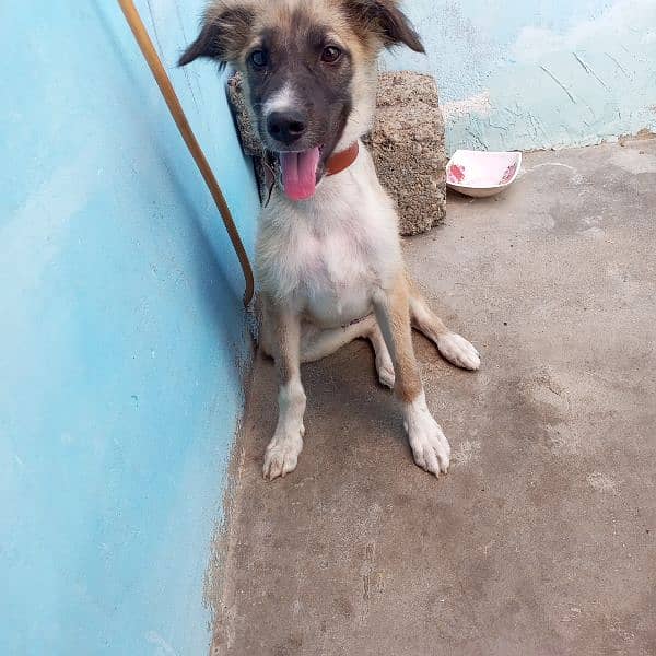 afhan kuchi nasal ka puppy 6 month ka he. 0