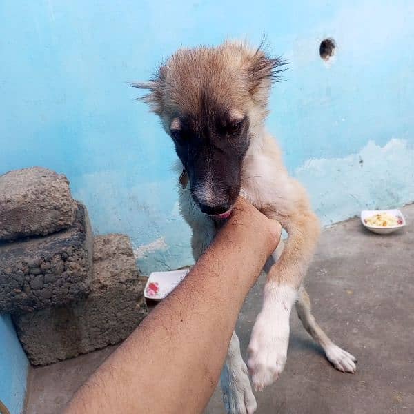 afhan kuchi nasal ka puppy 6 month ka he. 1