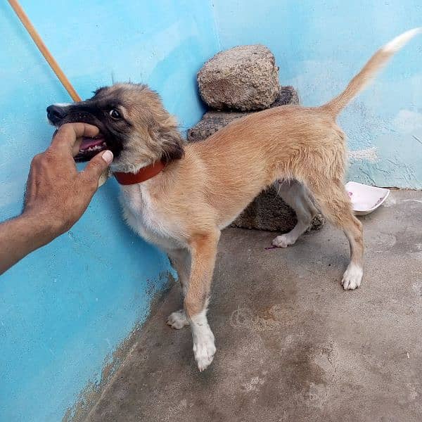 afhan kuchi nasal ka puppy 6 month ka he. 2