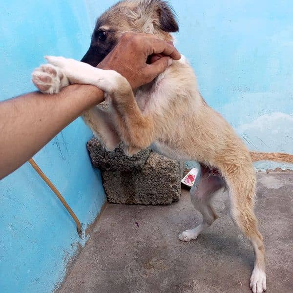 afhan kuchi nasal ka puppy 6 month ka he. 3